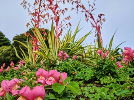 Snapdragons en fleurs et fleurs tubulaires rouges dans un jardin animé au Conservatoire des Fleurs de San Franciscos, Californie 2023