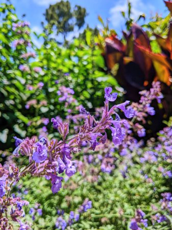 Sonniger kalifornischer Garten mit lebendigen lila Minzblüten, 2023