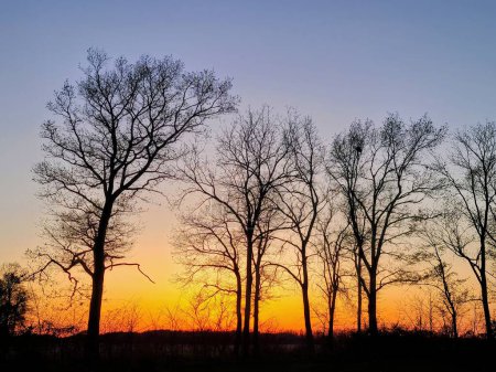 Puesta de sol de invierno serena en Fort Wayne, Indiana, destacando árboles siluetas y horizonte ardiente