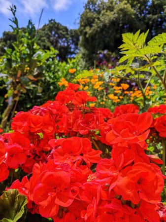 Lebendige Nahaufnahme roter Geranien in voller Blüte, in Sonnenlicht getaucht inmitten eines üppigen Gartens, Oakland, Kalifornien, 2023