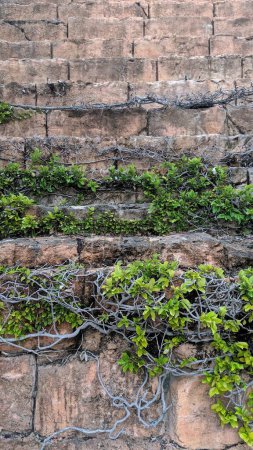 Vibrant green vines reclaim a weathered brick wall, showcasing urban decay and natures resilience in daylight