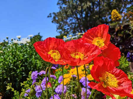 Vibrant red poppies bloom in a well-maintained community garden at Fort Mason in San Francisco, California, 2023, symbolizing springtime growth and natural beauty.