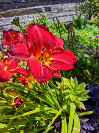Vivid red daylily in bloom at Fort Mason Community Garden in San Francisco, California, 2023, with a rustic wooden fence in the backdrop