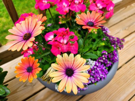 Vibrant 2023 garden scene with colorful African daisies, geraniums and purple blooms in a minimalist container on a wooden deck in Louisville, Kentucky.