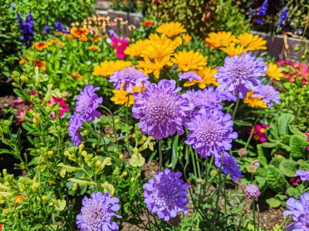 Lush flowerbed with blooming pincushion flowers at Fort Mason Community Garden in San Francisco, California, 2023