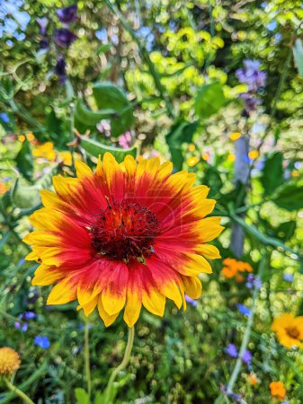 Vibrante primer plano de una flor roja y amarilla floreciente, iluminada por la luz natural del sol en un diverso jardín de Oakland, California, 2023