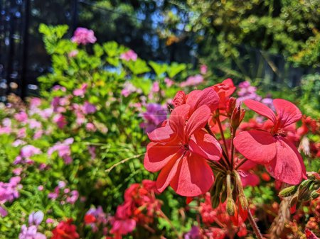 Vibrante primer plano de geranios rojos florecientes en un exuberante jardín de Oakland, California 2023, personificando la belleza de la naturaleza primaveral