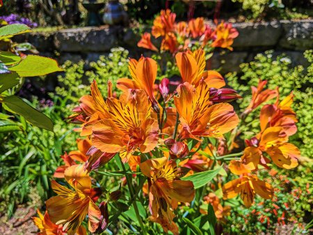 Lebendige Alstroemeria-Blumen in voller Blüte im sonnigen Fort Mason Community Garden, San Francisco, Kalifornien, 2023