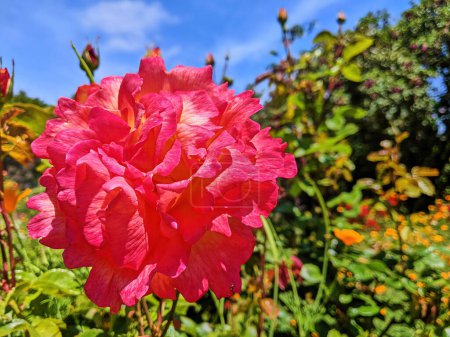 Rosa vibrante en plena floración bajo el cielo azul claro, destacando la belleza natural en un exuberante jardín de Oakland, California, 2023.
