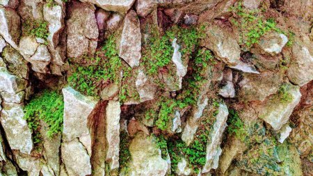 Gros plan de la mousse verte vibrante sur les rochers angulaires montrant la résilience des natures à Bloomington, Indiana, 2021