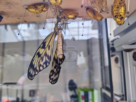 Schmetterling taucht aus Chrysalis im Indoor Conservatory, Fort Wayne, 2023 auf