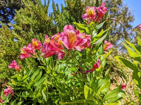 Lebendige rosa peruanische Lilien blühen in einem sonnenbeschienenen San Francisco Community Garden, 2023