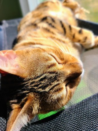 Sleeping Bengal kitten se deleita con la tranquilidad iluminada por el sol, mostrando la relajación de las mascotas en un acogedor entorno doméstico, Fort Wayne, Indiana, 2023