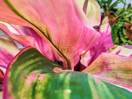 Detail-rich Close-up of Vibrant Tropical Foliage in Fort Wayne, Indiana, Showcasing Natures Diversity in 2023