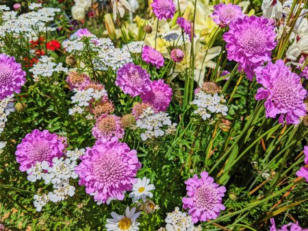 Lebendige Darstellung von Scabiosa- und Achillea-Blumen in voller Blüte in einem sonnigen Gemeinschaftsgarten in Fort Mason, San Francisco, 2023