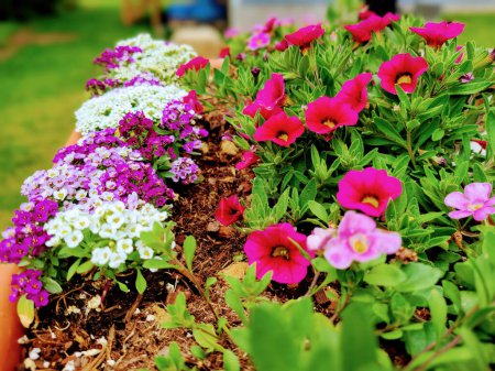 Lebendige Auswahl an Gartenblumen in einer friedlichen Umgebung, gedreht in Louisville, Kentucky im Jahr 2023, perfekt für einen Sinn für Schönheit und Ruhe der Natur