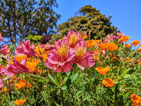 Vibrant Alstroemeria and poppies bloom under the sun in a community garden at Fort Mason, San Francisco, reflecting the beauty of Californias spring season.