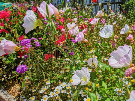 Colorful flower bed in Fort Mason Community Garden, San Francisco, blooming in the bright midday sun of summer 2023.