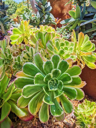 Sunny 2023 California Jardín suculento en Oakland, mostrando diversas formas, tamaños y verdes vibrantes con planta de roseta sobresaliente
