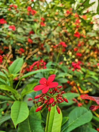 Lebendige rote Blüte inmitten grünen Laubs in Fort Wayne, Indiana, 2023 - ein Symbol für natürliche Schönheit und Wachstum