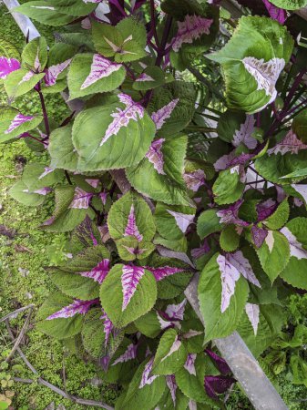 Lebendige Coleus-Pflanzen gedeihen in einem Garten in Muncie, Indiana, mit einer atemberaubenden Mischung aus grünem, weißem und violettem Laub.