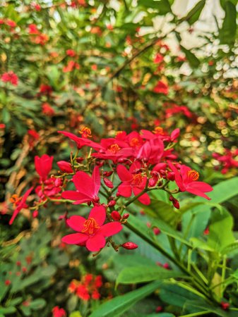 Tropische rote Blüten in voller Pracht, gefangen in einem üppigen Garten, Fort Wayne, Indiana, 2023