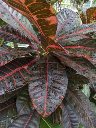 Saftige tropische Pflanze mit regengeküssten Blättern in Muncie, Indiana