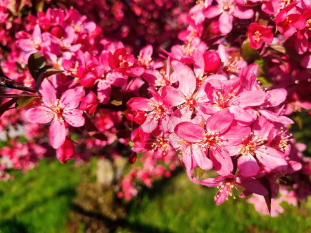 Vibrant pink blossoms with yellow stamen details, bathed in Fort Waynes afternoon sunlight, signaling the arrival of spring 2023