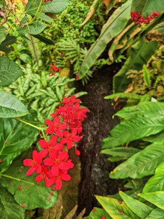 Vibrant Red Flowers Stand Out in Lush Greenery, Fort Wayne Indiana 2023 - Perfect Depiction of Natural Beauty and Growth