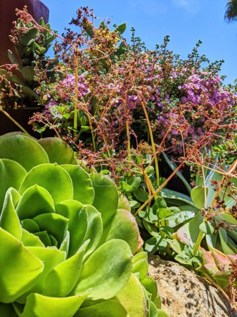 Téléchargez les photos : Vue ensoleillée d'une Echeveria succulente, entourée de fleurs violettes dans un jardin luxuriant à Oakland, Californie, 2023 symbolisant la résilience et le jardinage durable. - en image libre de droit