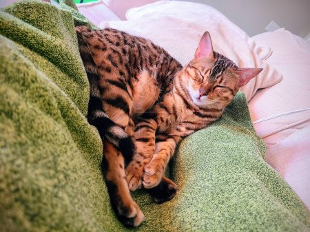 Sleeping Bengal Cat sur une couverture verte confortable à Fort Wayne Home, Indiana, 2023 - Un symbole de paix et de confort domestique