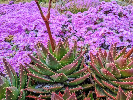 Vibrant Aloe succulents and delicate purple flowers in stunning contrast at the 2023 Conservatory of Flowers in San Francisco, California.