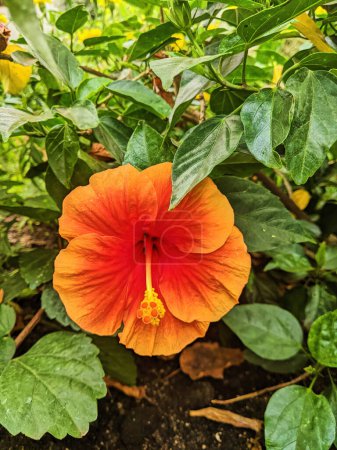 Vibrant Orange Hibiscus Flower in Full Bloom Against Lush Green Foliage, Fort Wayne, Indiana, 2023 - Close-up Beauty in Nature