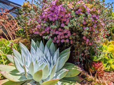Sonniger Tag in Oakland Garden, Kalifornien: Lebendige Auswahl an Sukkulenten und blühenden lila Blumen im Jahr 2023