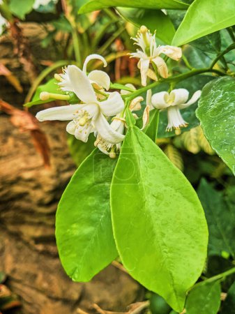 Vibrant close-up of white flowers and dew-kissed greenery in a Fort Wayne garden, Indiana, 2023, embodying serenity, growth and natural beauty.