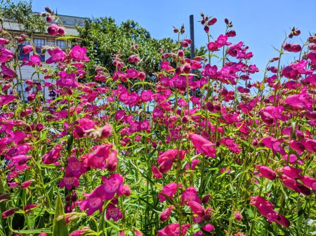 Vibrant pink blossoms in full bloom at the Fort Mason community garden in San Francisco, California, with sunlit white building and climbing greenery in the backdrop.