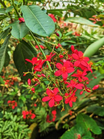 Vibrant Jatropha flowers in full bloom amid green foliage in Fort Wayne, Indiana, 2023, showcasing natures beauty and growth.