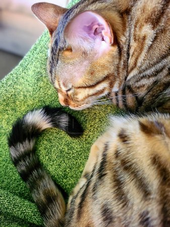 Nahaufnahme einer bengalischen Katze, die auf einer grünen Decke in Fort Wayne, Indiana, ruht und detaillierte Fellmuster und friedliche Aura zeigt