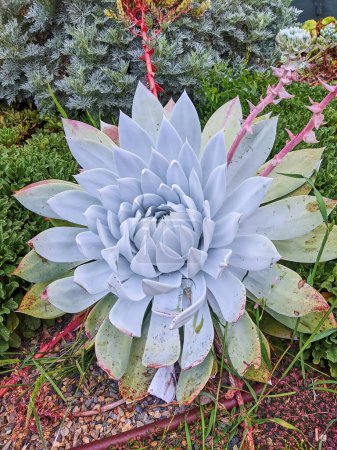 Sukkulente Vitrine im San Francisco Conservatory of Flowers, 2023 - Eine lebendige Echeveria inmitten eines vielfältigen, mit Blumen bepflanzten Gartens