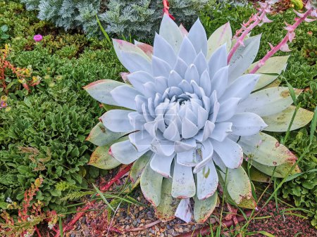 Echeveria Succulent and Lush Greenery in San Franciscos Conservatory of Flowers Garden, 2023