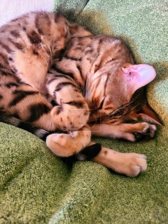 Peaceful Bengal cat sleeping on green fabric in a cozy, indoor setting in Fort Wayne, Indiana, 2023. A perfect representation of pet care and domestic tranquility.