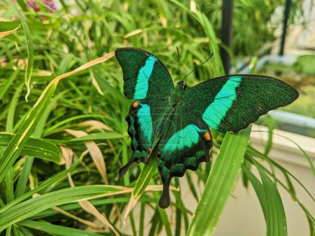 Vibrant Emerald Butterfly in Lush Greenhouse, Fort Wayne, Indiana, 2023 - Symbol of Transformation and Natural Beauty
