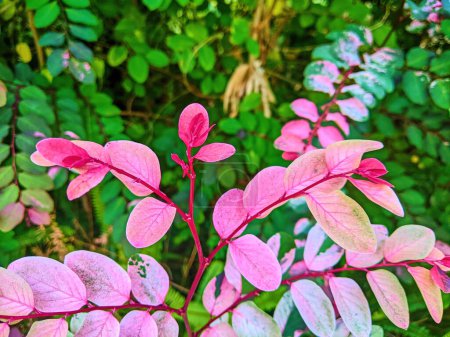 Foto de Las vibrantes hojas rosadas en medio de la vegetación en Fort Wayne, Indiana: un primer plano que captura la intrincada belleza de la naturaleza - Imagen libre de derechos