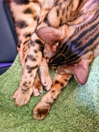 Bengal Cat in Relaxing Stance, Showcasing Patterned Coat, Fort Wayne, Indiana 2023