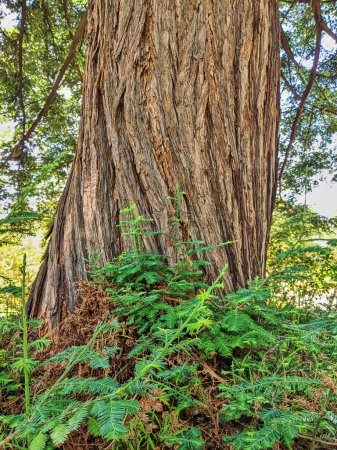 Majestätischer Redwood-Baum und Farne in Oakland Garden, Kalifornien - eine Demonstration der Stärke und des Zyklus des Lebens in der Natur