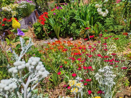 Jardín de flores vibrante bajo el sol del mediodía en Fort Mason Community Garden, San Francisco, California, 2023