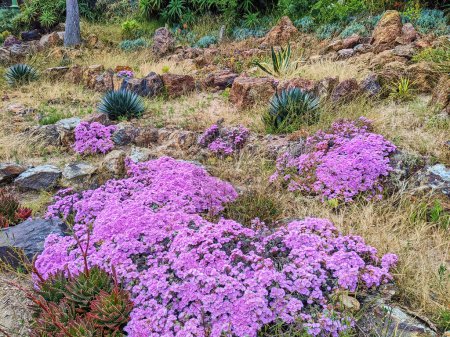 Fleurs violettes vibrantes en pleine floraison au Conservatoire des fleurs de San Franciscos, mettant en valeur la conception de jardin résistant à la sécheresse