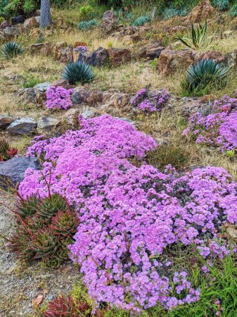 Vibrant rock garden with purple flowers and succulents at San Franciscos Conservatory of Flowers, 2023