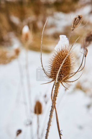 Widerstandsfähige Distel trotzt dem Winter im Fort Waynes Whitehurst Nature Preserve, einem Symbol der Beharrlichkeit