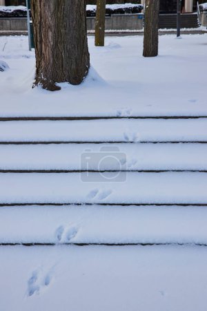 Ruhiger Wintertag in Fort Wayne, Indiana, mit verschneiten Stufen, die zu einem Baum und Tierspuren auf dem Freimann-Platz führen